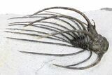 Rare, Spiny Heliopeltis Trilobite - Issoumour, Morocco #255447-1